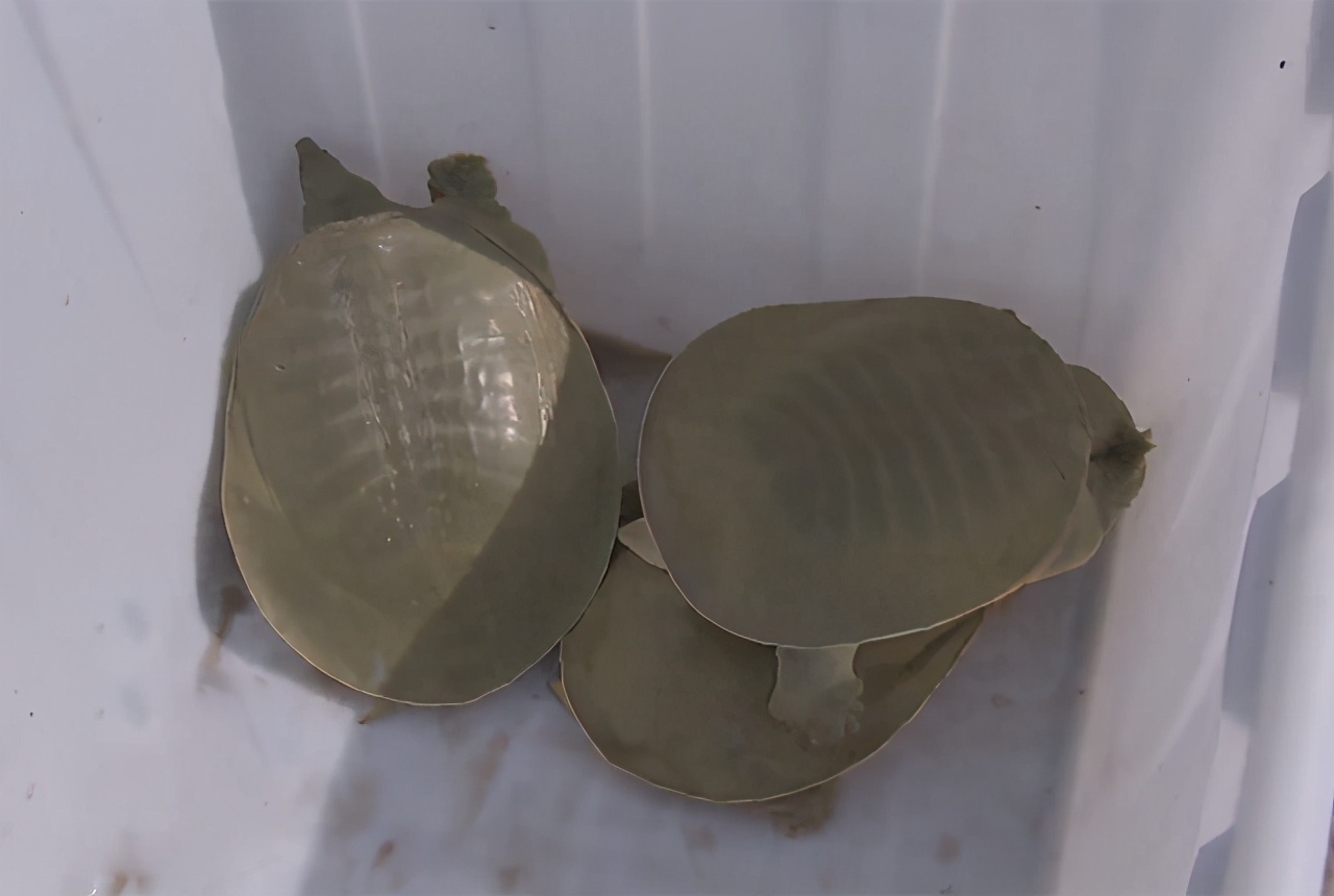 大棚养殖老鳖,大棚养鳖技术