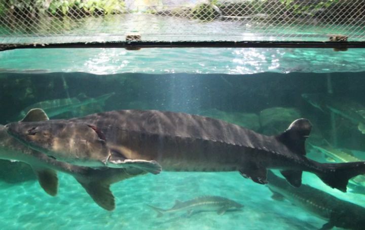 中华鲟的科普讲解儿童版,中华鲟百科简介