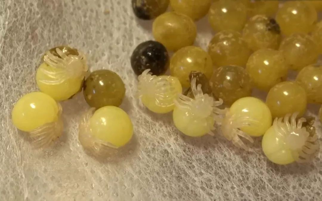 凡是蜘蛛都能吐丝织网,蜘蛛怎么吐丝织网的