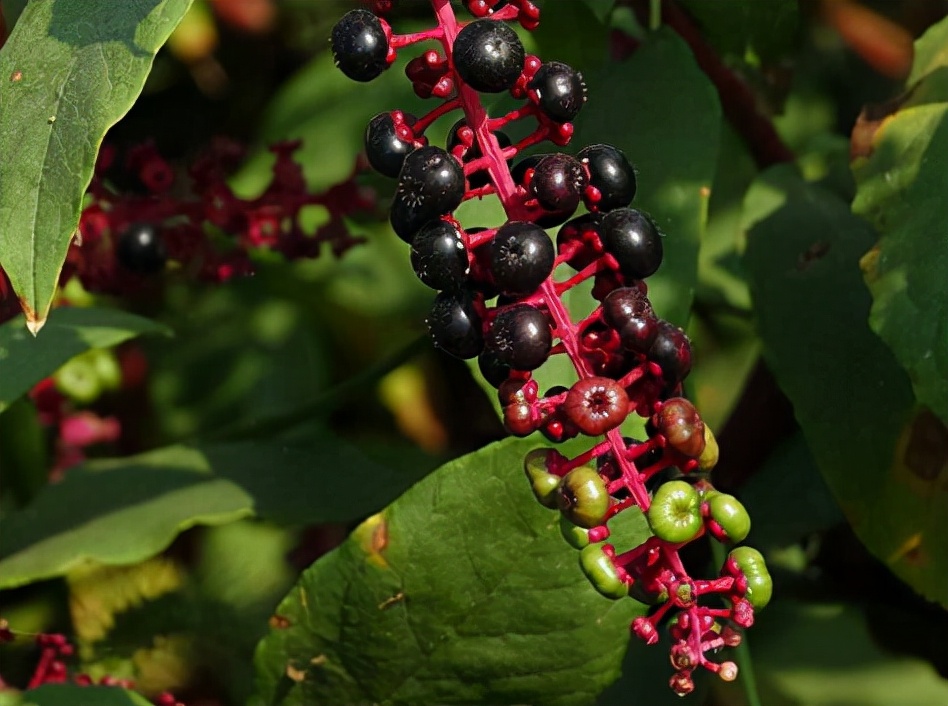 入侵植物都有哪些,混得最惨的入侵植物你有吃过吗