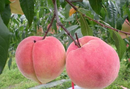 理综学霸必背口诀,高考学霸分享理综答题顺序