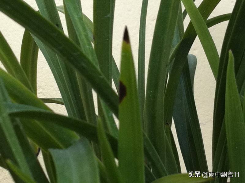 兰叶出现黑斑病如何处理,兰叶根部上有黑斑点怎么处理