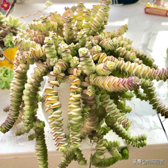 多肉怎么养才能爆盆教程,多肉小钱串的养殖方法图解