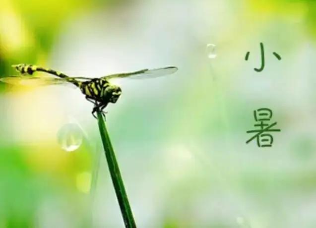 二十四节气小暑手抄报,二十四节气小暑完整版