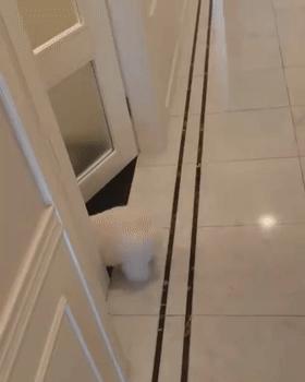 比熊这朵棉花糖，圆圆白白胖胖，是我的初恋情狗没错了