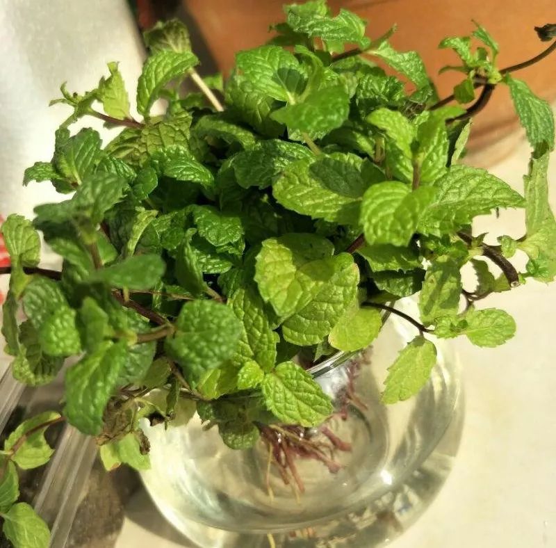 适合阳台养的四季开花有花香的花,花期长耐热耐寒又好养的花卉