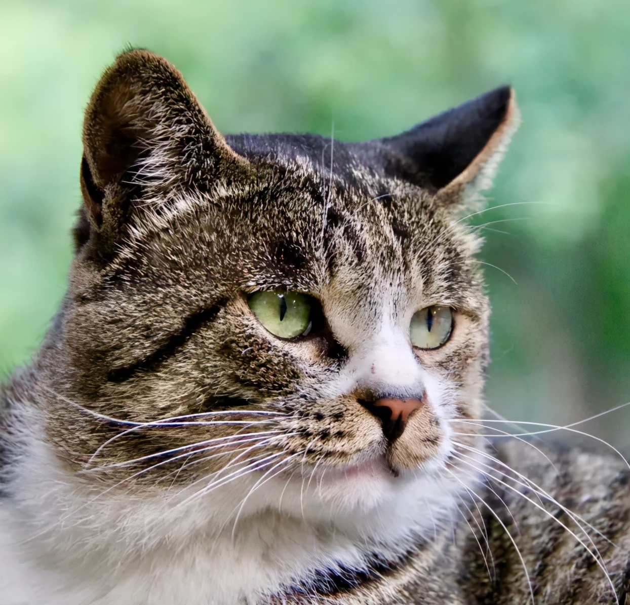 一到毕业季,我们大学的校猫就疯了哈哈哈