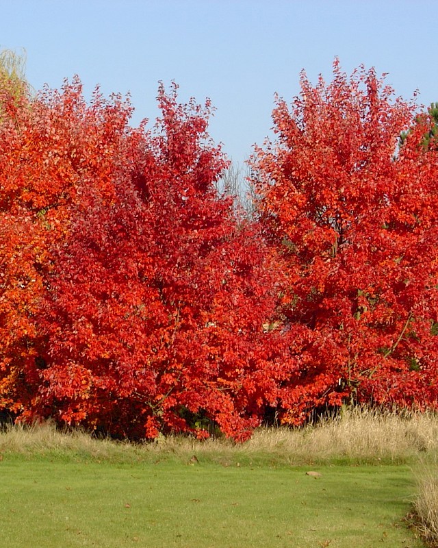 绿山墙的安妮中的植物,绿山墙的安妮概要