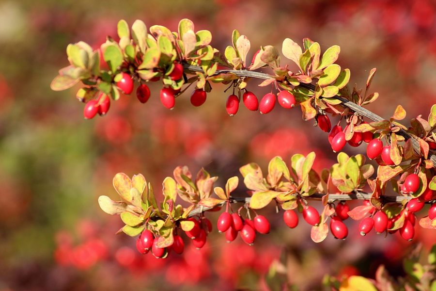 什么花适合送生日花,你的生日代表的花朵及寓意图片