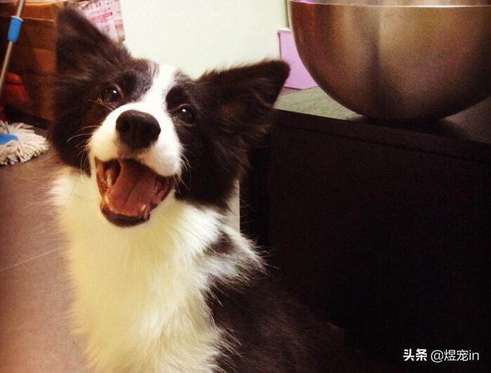 边牧狗狗体温多少正常,边牧幼犬发烧怎么办