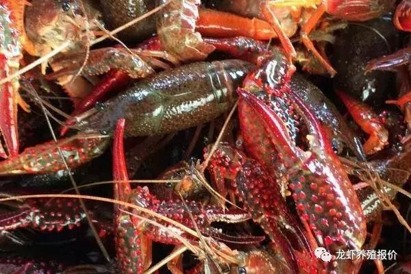 小龙虾养殖前景和市场分析,小龙虾养殖前景及市场分析