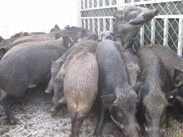 广西野猪“皇后”刘莹的致富经