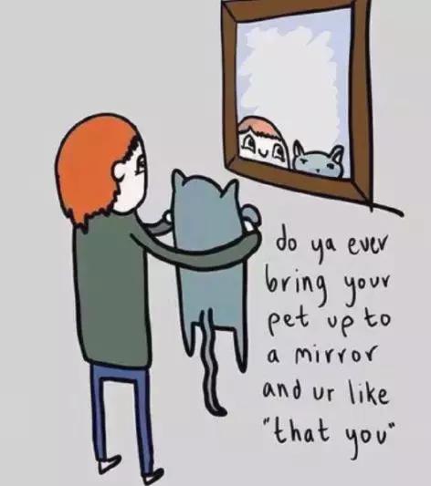 养猫必须做的5件事,老手养猫才知道的六件事