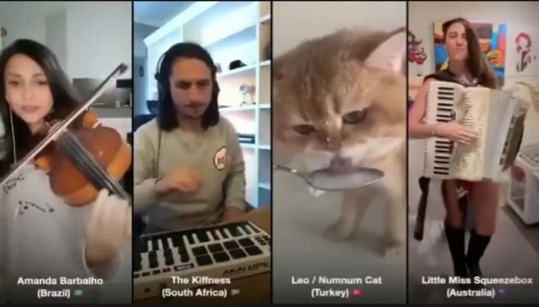 漂亮小奶猫喝奶,4只小奶猫吃豪华大餐