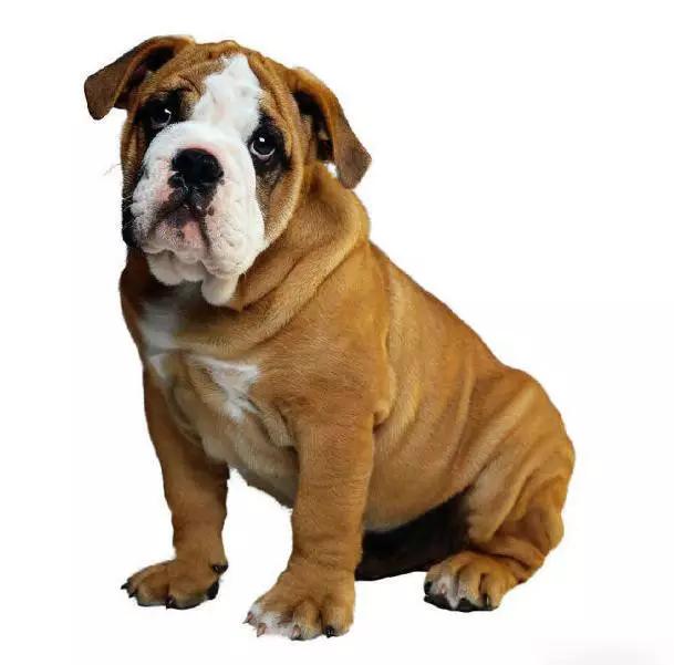 45种狗狗很难得一见你认识几种,45种最难得一见的狗