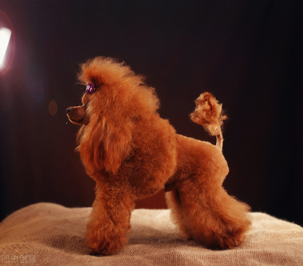 贵宾犬一般性格,贵宾犬的6大优点养一只不吃亏