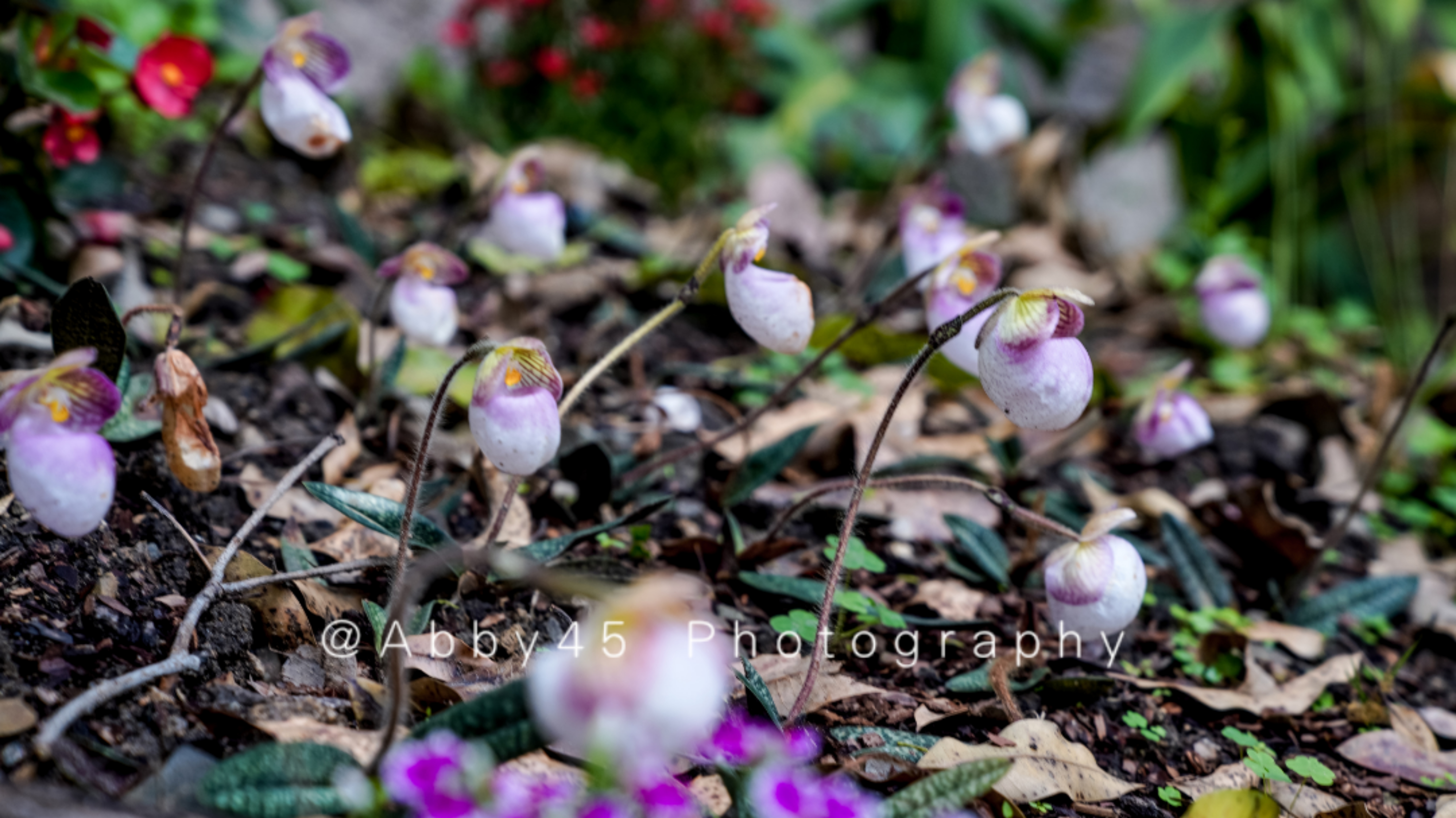 国内十大兰圃之一在福州,莫负好*光春**,免费尽享兰花的春之盛宴