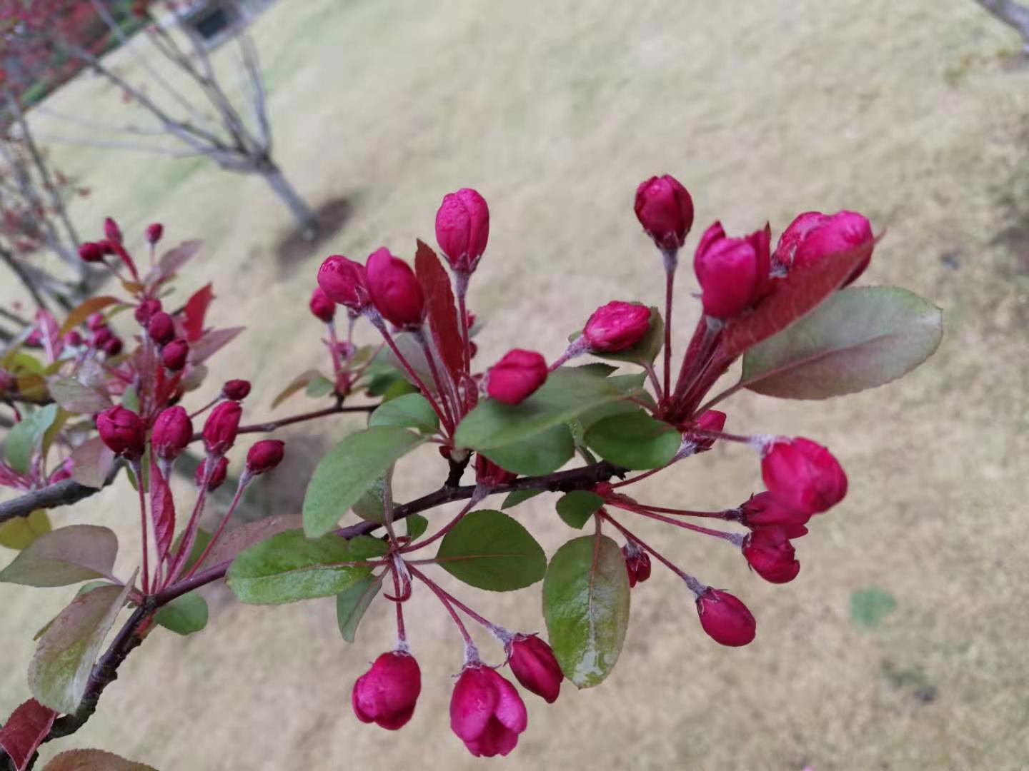 “*疆新**棉花”被人惦记上了，我们为什么还在惦记着“洋品牌”？