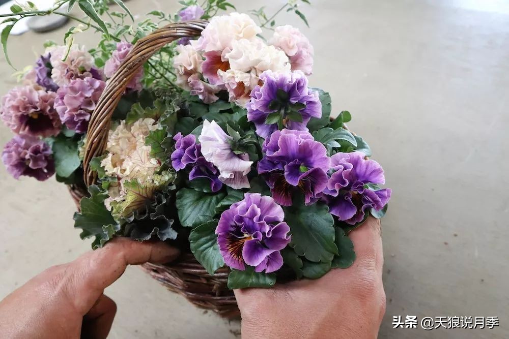 三色堇花卉盆栽,四季开花盆栽三色堇