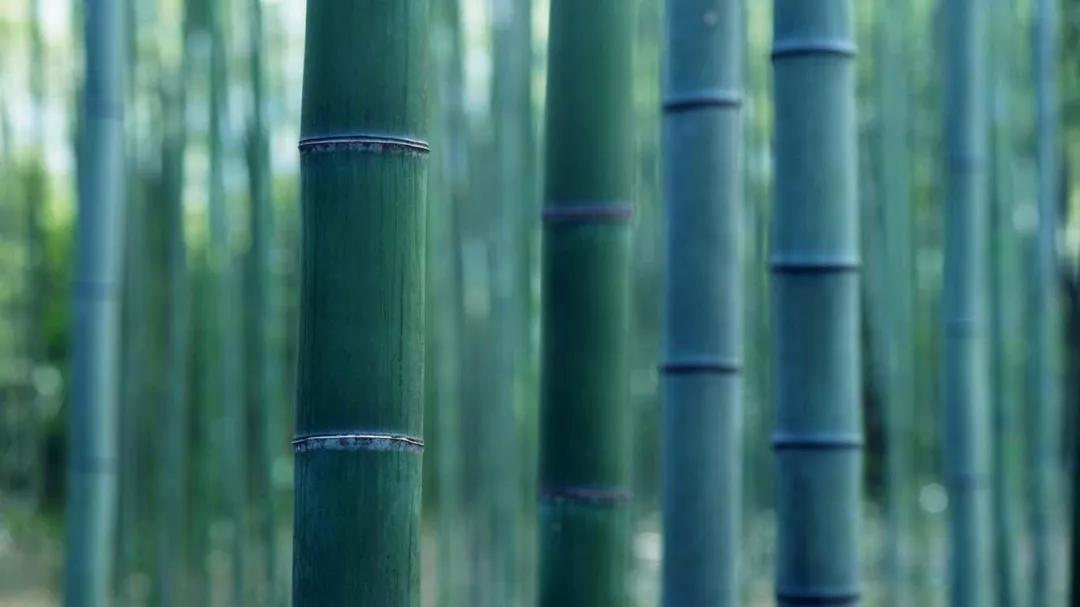 夜读|竹园读书享清风