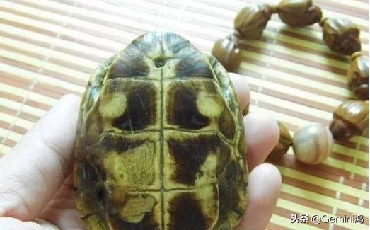 文玩小乌龟,文玩乌龟代表什么