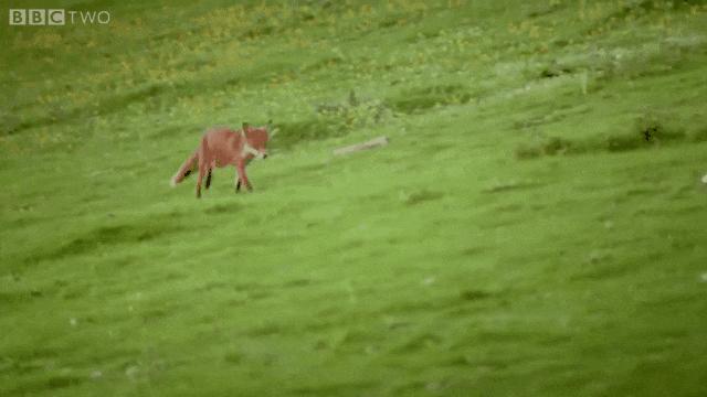 兔兔那么可爱为什么要吃兔兔呢,兔兔这么可爱为什么要吃兔兔