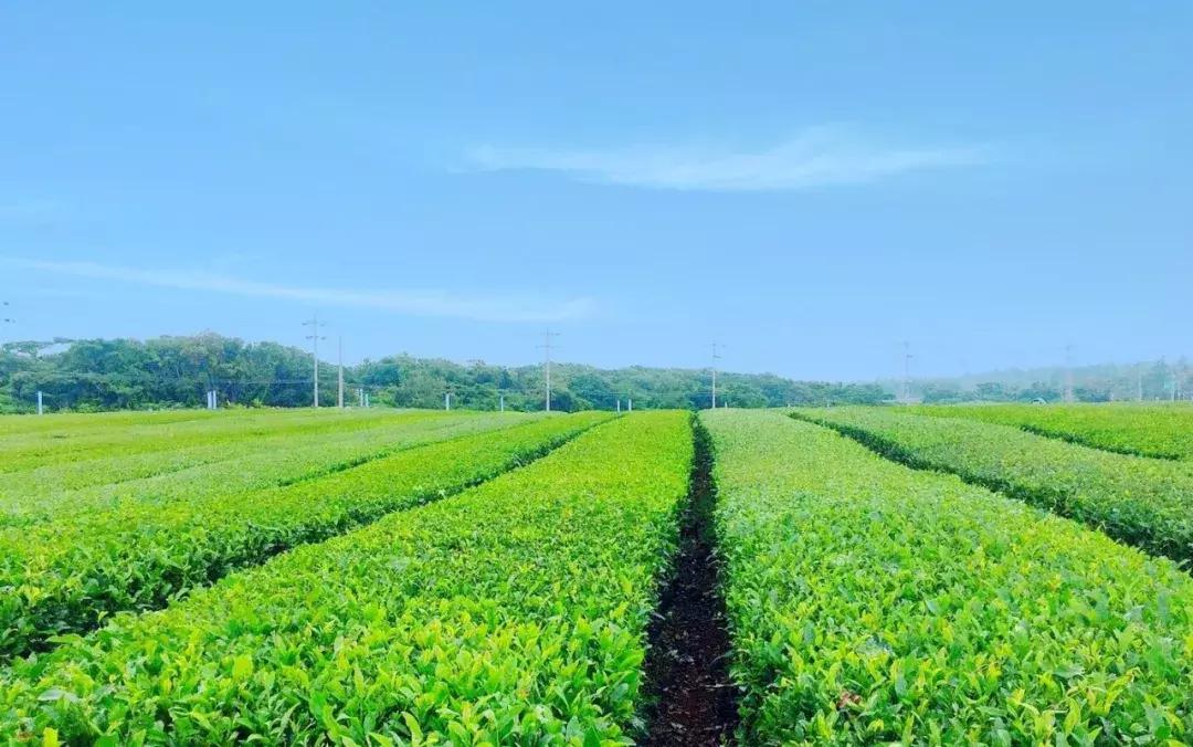 济州岛自由行详细攻略,济州岛自由行超实用攻略