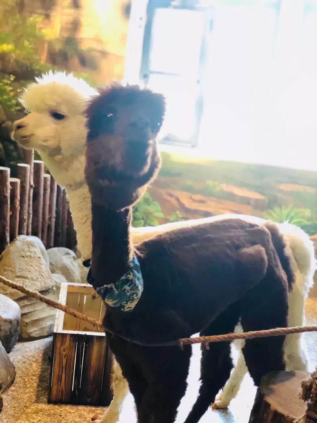 郑州奥林匹克公园萌宠乐园,郑州萌宠乐园长什么样子