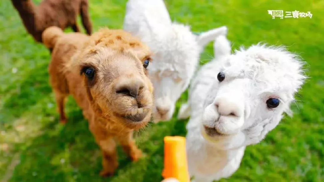 大连重阳节旅游攻略,大连九月秋游攻略