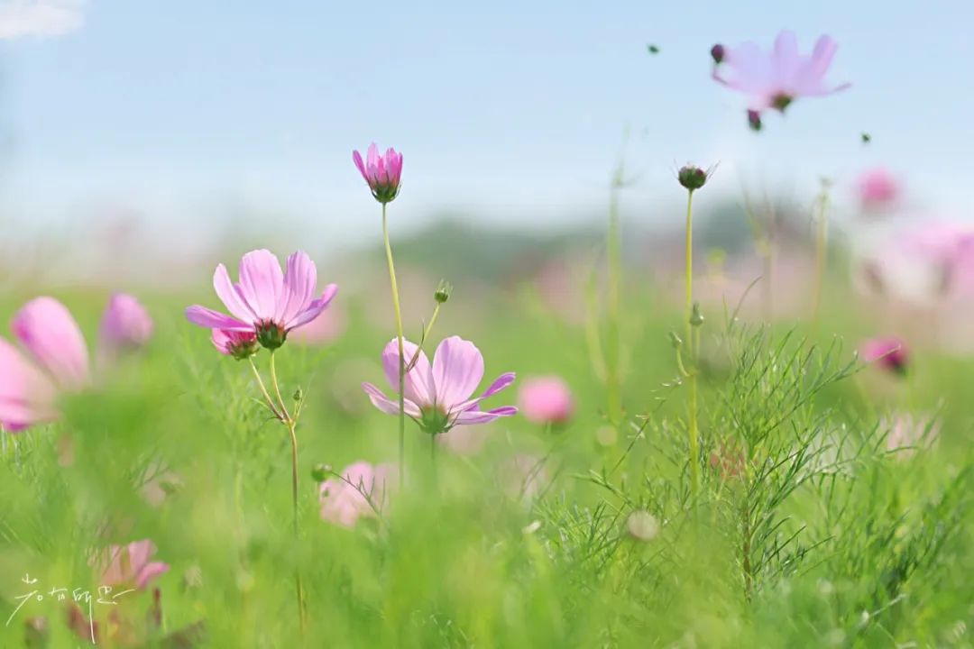 娌欏娴滅殑绱壊鑺辨捣,娌欏娴滈鏅尯鑺辨捣