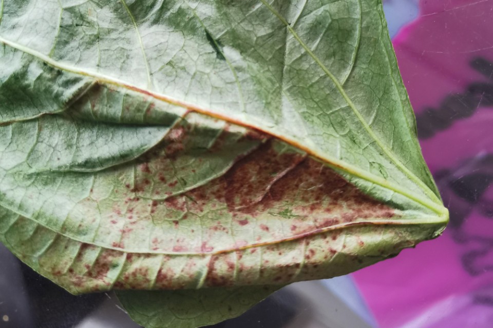 豇豆角早衰原因,豇豆生长期黄叶死叶是什么病