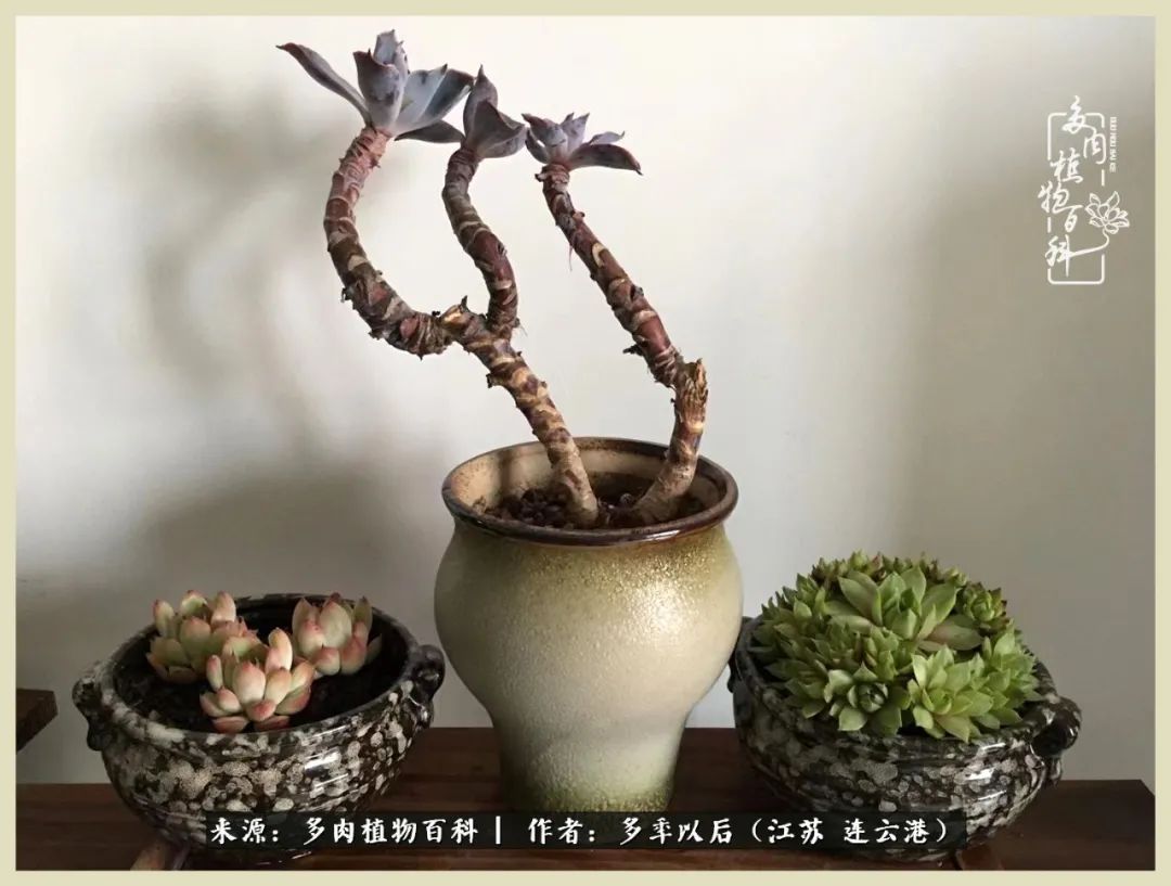 多去花前谈以后，少来月下忆当年