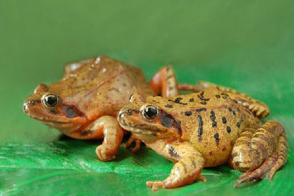 雪蛤里的黄金图片,雪蛤堪比黄金