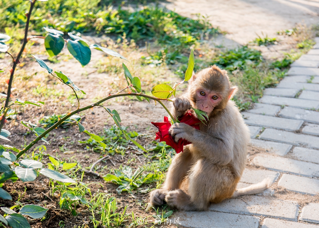 鲅鱼圈海鲜自助餐排名前十,鲅鱼圈地道海鲜大餐