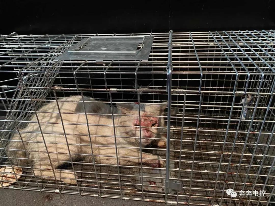 上海专业上门灭跳蚤电话,新北区正规灭跳蚤公司