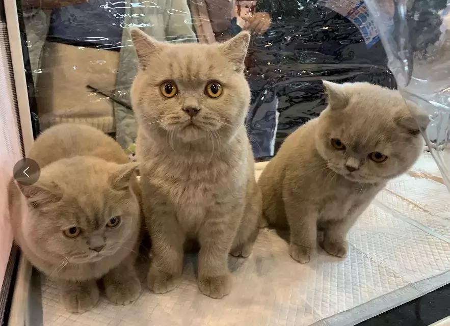 2019年第161届中国宠物文化节,2018年宠物文化节