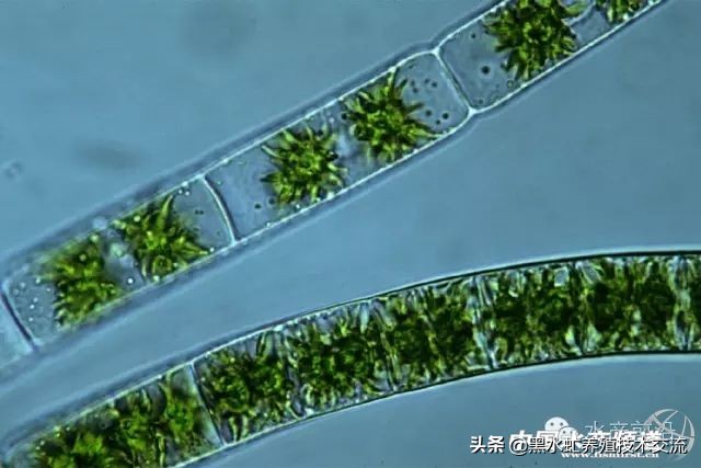 100种水产藻类,水产藻类图谱及名称