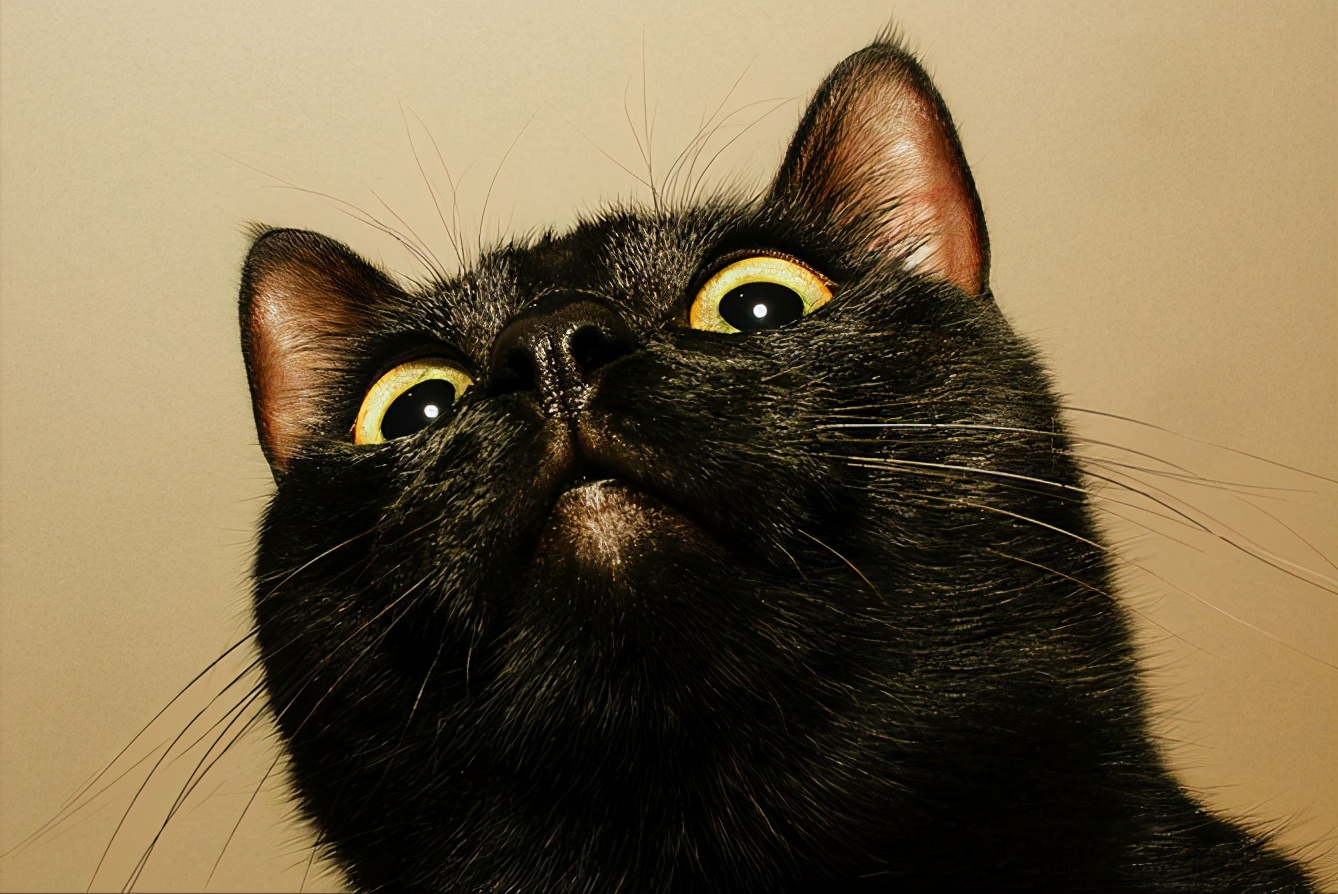 关于中华田园猫的全部资料大全,中华田园猫的名字大概都是什么