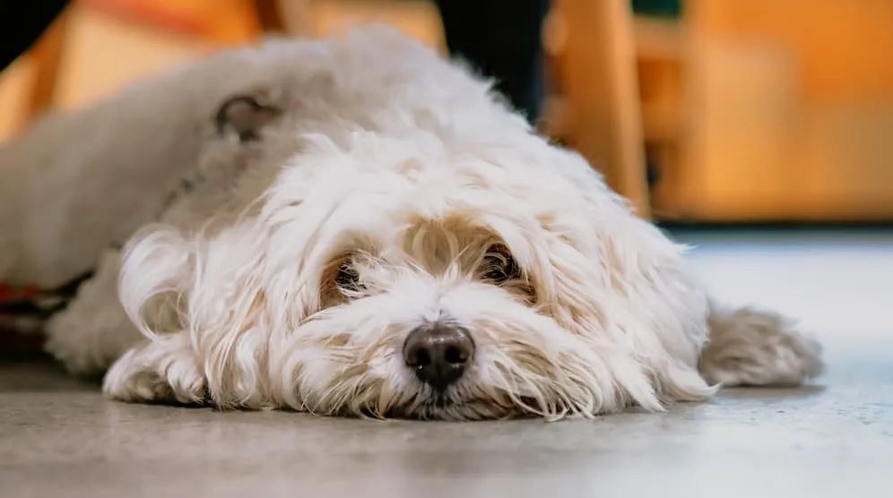 狗吃多了猪肝会得糖尿病吗,狗也会得甲亢吗