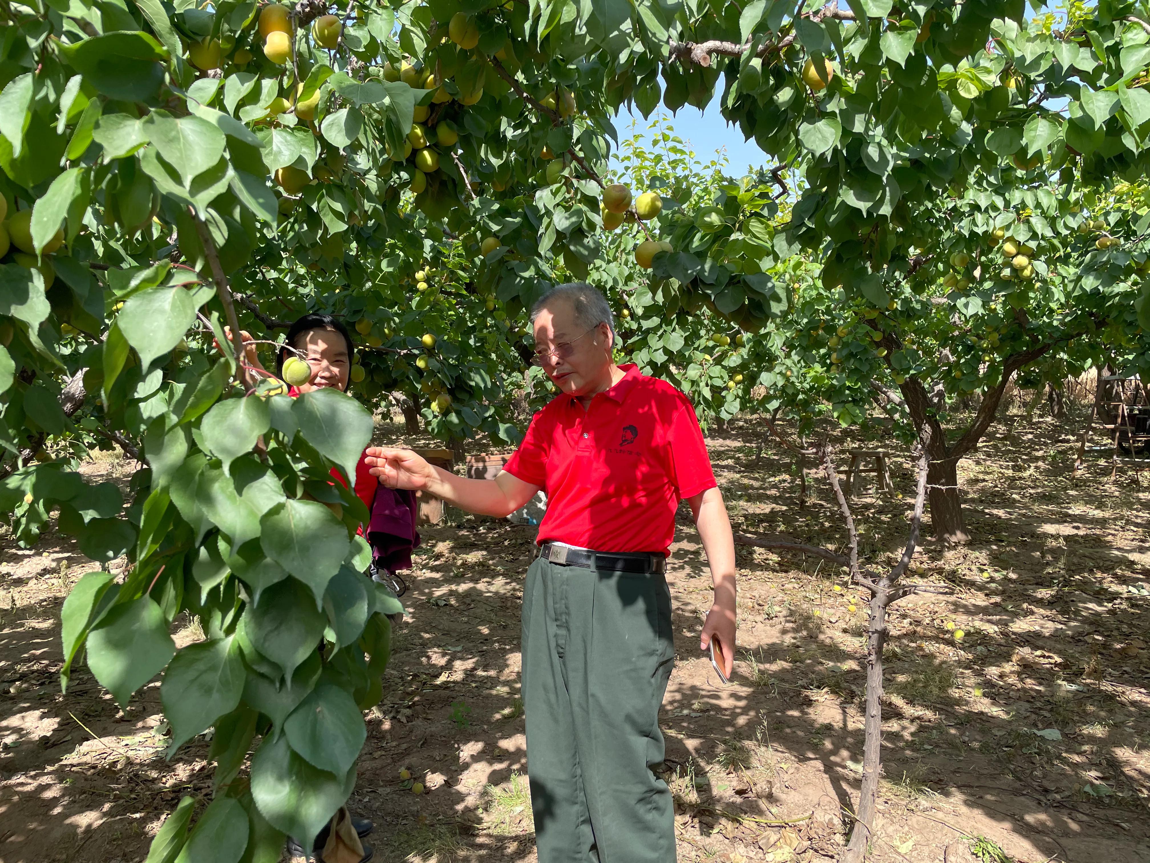 杏子核的营养价值,杏子降血压