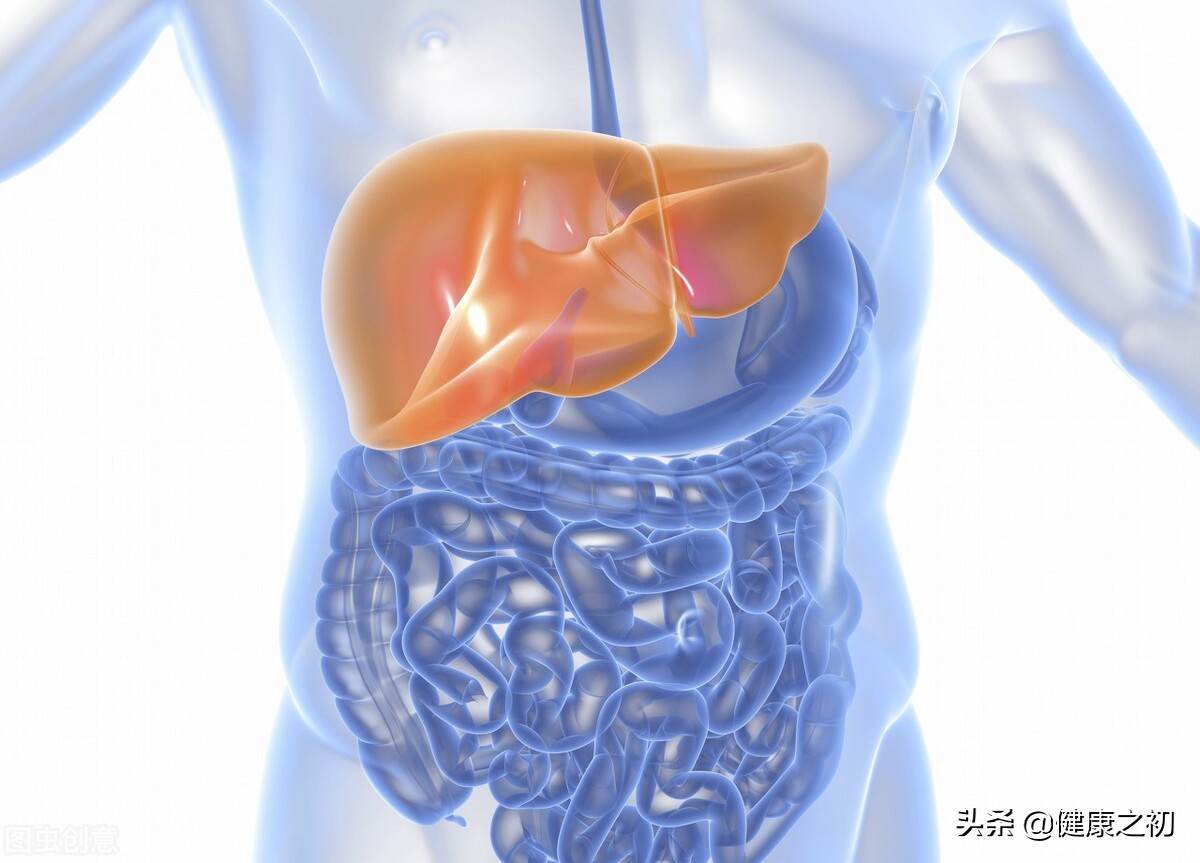 春季养肝护肝茶枸杞蒲公英葛根,春季养肝茶大全及配方