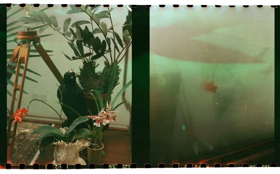 什么花最受女孩欢迎,女孩子中比较受欢迎的花