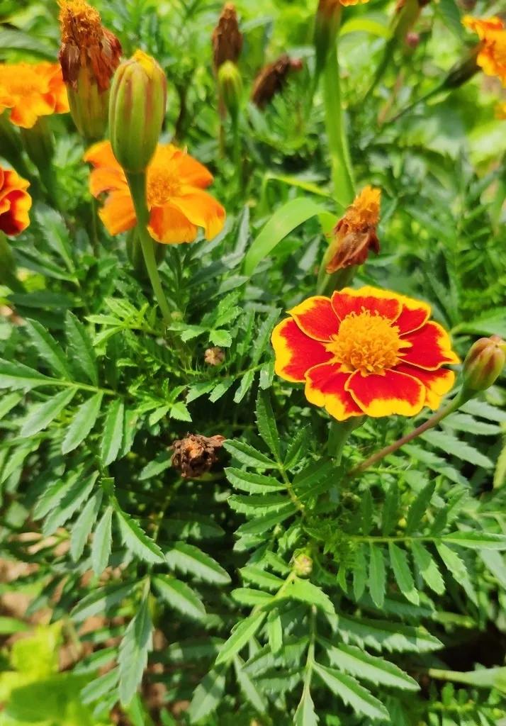 每日植物,每日绿植