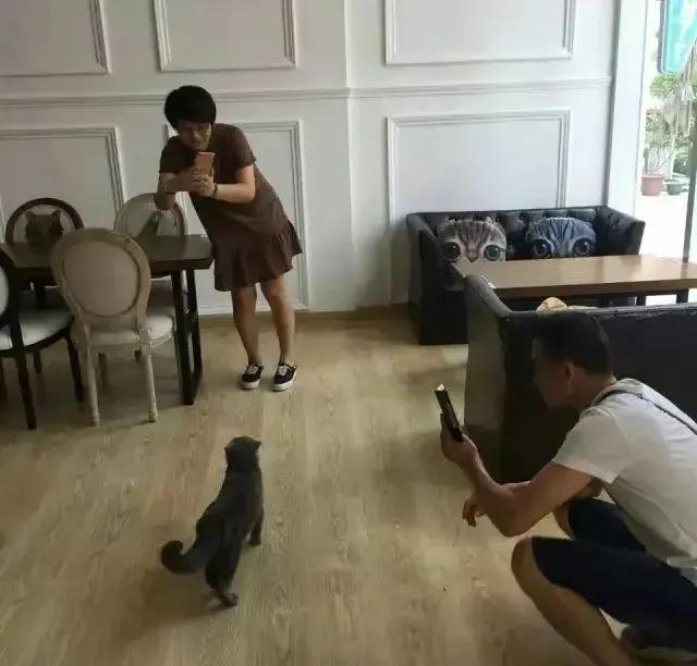 家里不同意养猫,家里不让养猫怎么让家长同意养猫