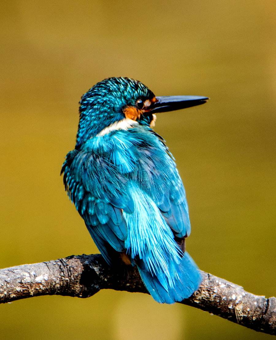 古代最残忍的首饰,古代人为了变美用了什么秘方