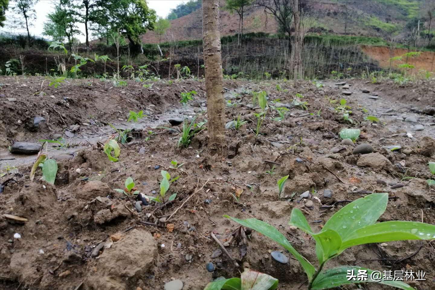 林下种植黄精需要注意什么,油茶林下种植黄精视频