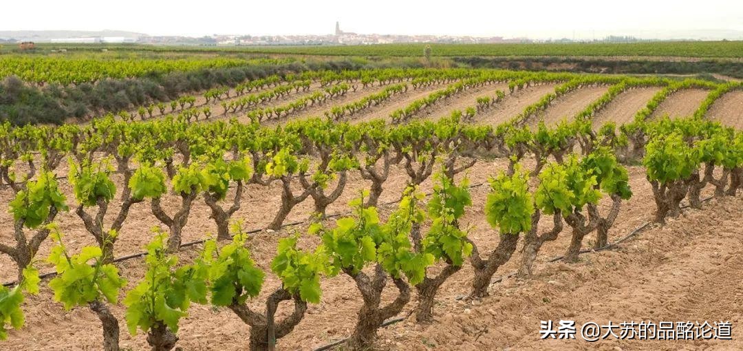 最好的葡萄酒电商平台,卖葡萄酒的电商平台有哪些