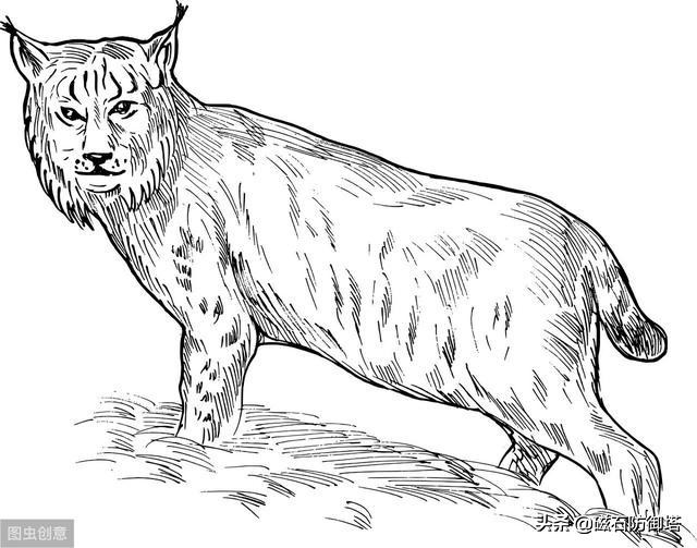 一只猫是如何影响皇位的继承？古代养猫那些事