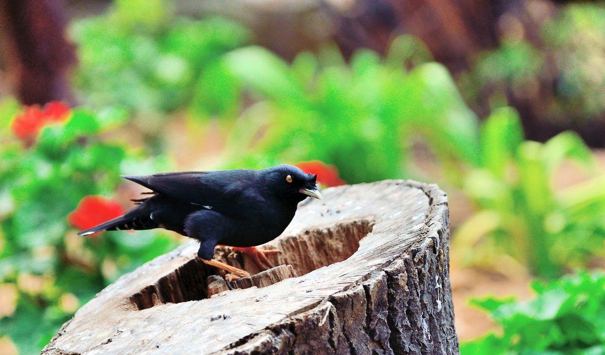 八哥鸟怎么养比较好,八哥鸟怎么驯养