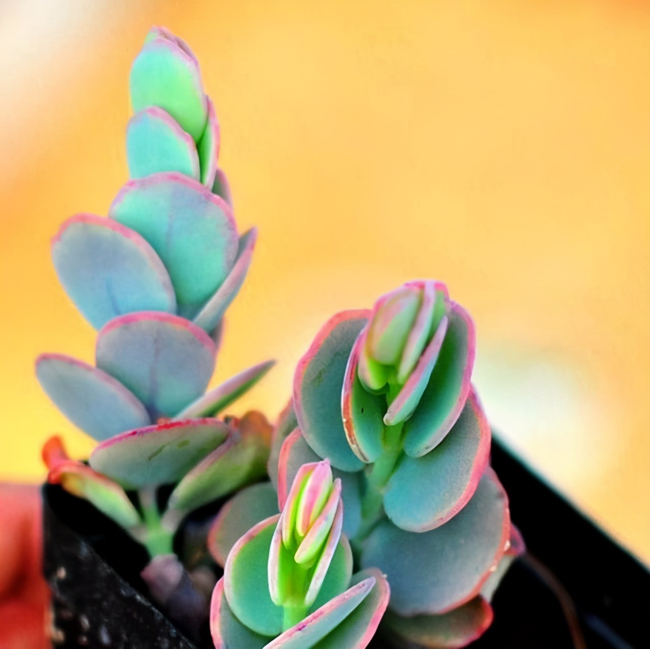 多肉雅乐之舞和晚霞之舞,爱跳舞的植物有哪些